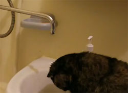 ポトポトぴっちゃん・・・うなだれて頭に蛇口から流れる水滴をあびる修行猫