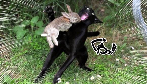 うわなにをするやめろ！猫に襲い掛かるウサギたちの動画5連発