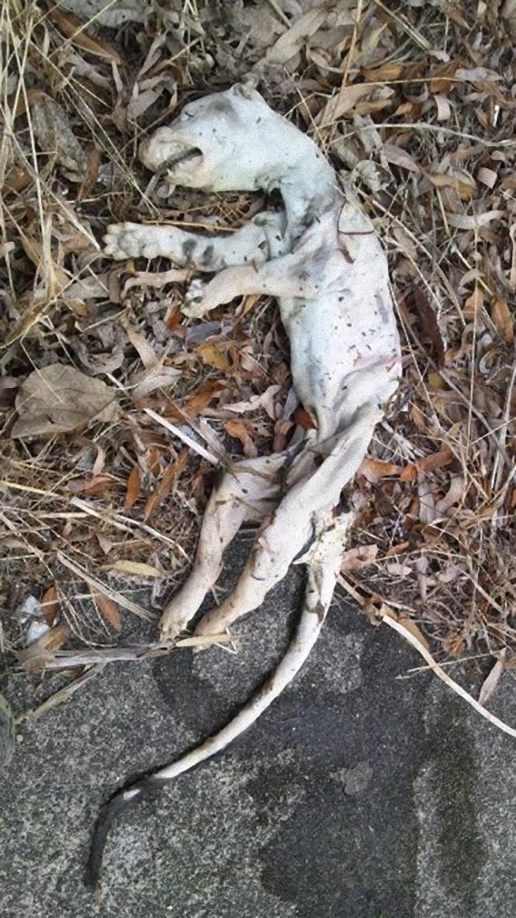 【謎生物鑑定依頼】滋賀と京都の県境沿いで発見したこの動物の死骸の正体は？ カラパイア