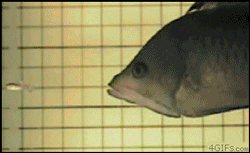 ギチベラ