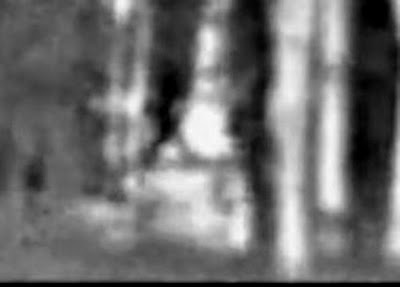 NCcryptid2_425x305