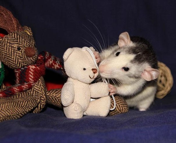 rats-with-teddy-bears-5_e