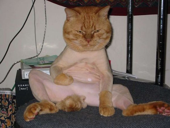 shaved