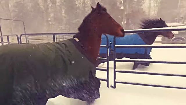 こんなの聞いてないよ、冷たいし寒いしもう帰る！雪の中、思わず回れ右してしまうウマたち