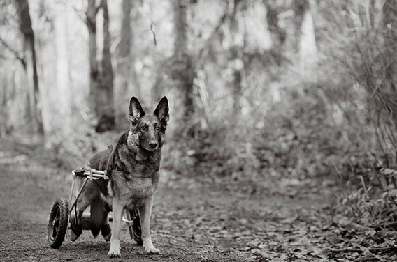 old_dogs_05