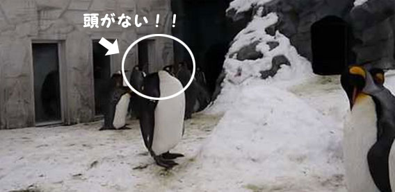 北海道旭山動物園名物、首なしペンギン？