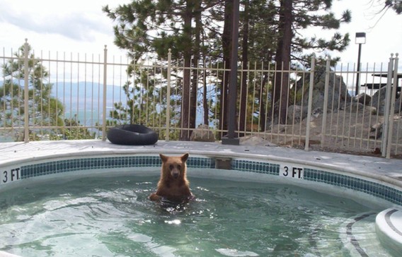 Chill-Like-A-Bear-1_e