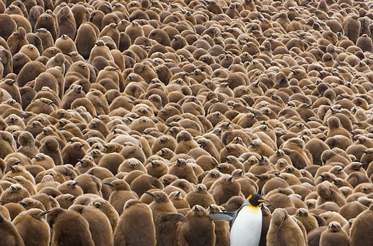 penguins_09