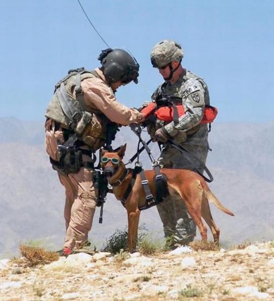dogs_in_army_16