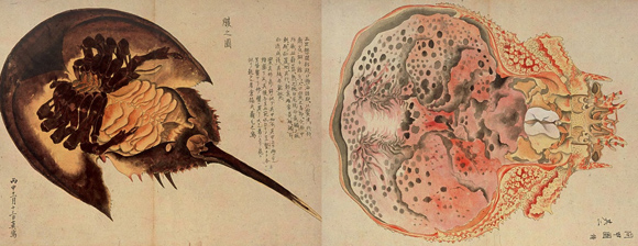 江戸時代の生物画家、毛利梅園の描いた実写的海の生物図鑑「梅園介譜」