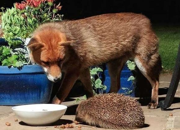 裏庭に来るキツネたちに餌を置いておいたところ、かわいいお客さんが！野生のハリネズミがご来店（イギリス）