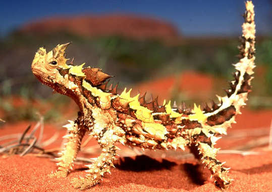 thornydevillizard