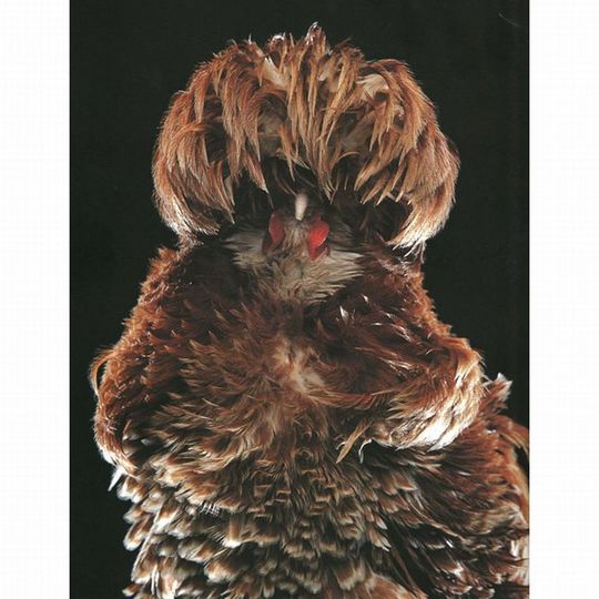 Unusual-hen-17
