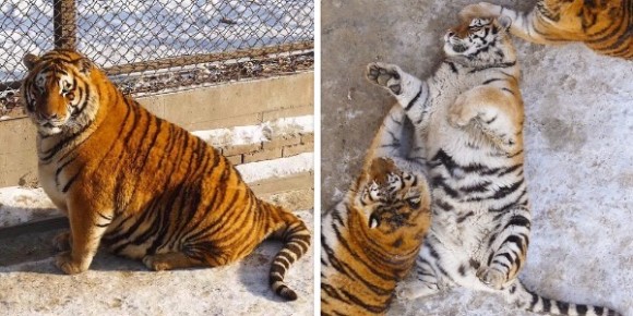 tiger3