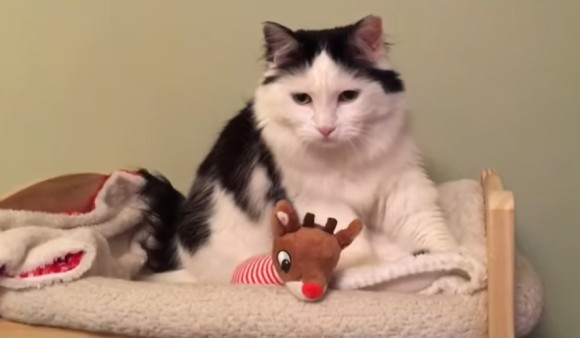 一人で寝られるもん 自分のベッドで眠る猫 17年3月26日 Biglobeニュース