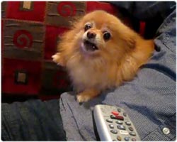 テレビのリモコンには猛烈に敵意をむき出しにする犬