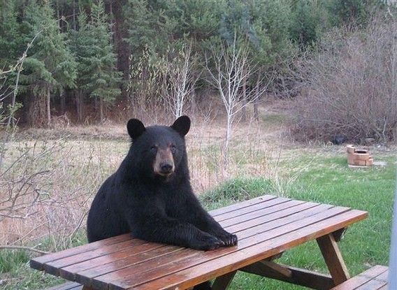 Chill-Like-A-Bear-13_e
