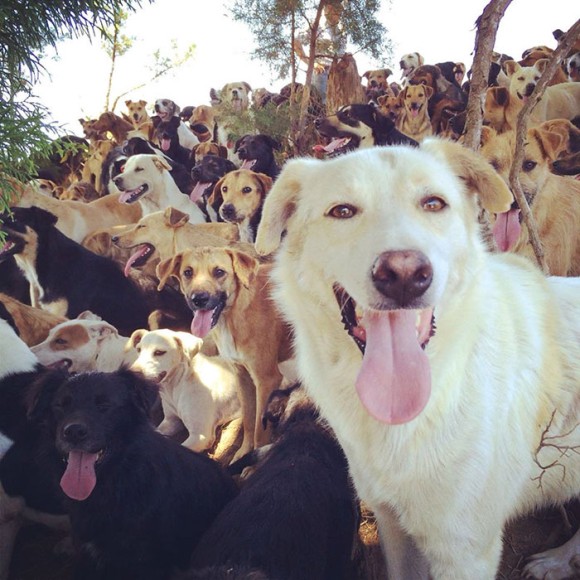 ここが犬の楽園か！コスタリカの広大な大地で暮らす900匹以上の保護犬たち