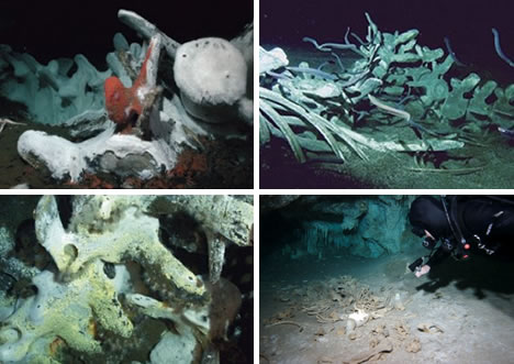 underwaterBones