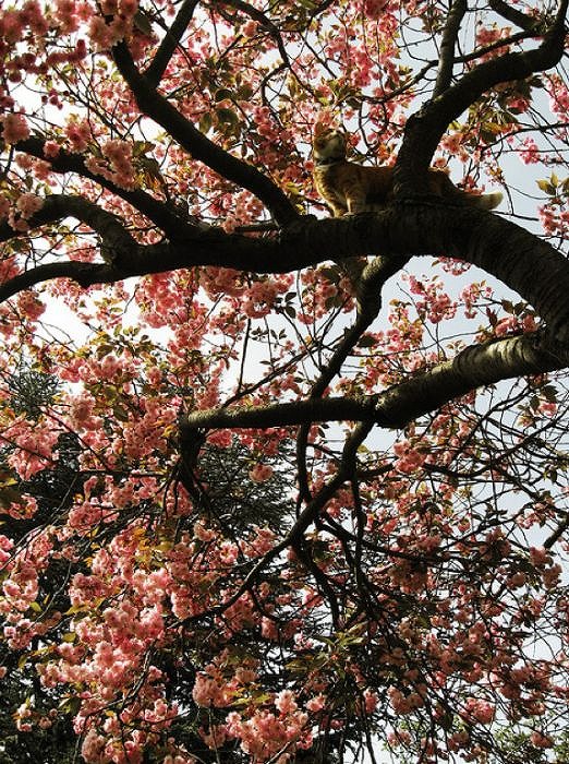 cherry_blossom_tree_cats_14