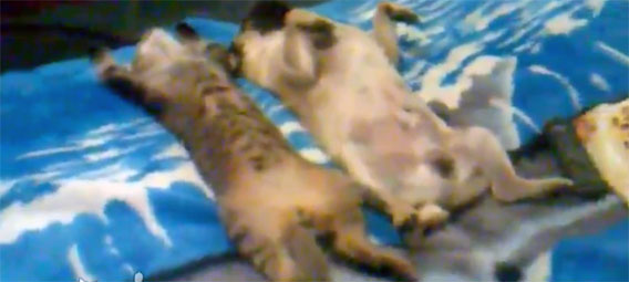 眠れない夜の為の、猫と犬のリラックスタイム
