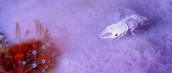 半透明の体に赤い目がキュート！海にいるクワガタみたいな甲殻類「ウミクワガタ」