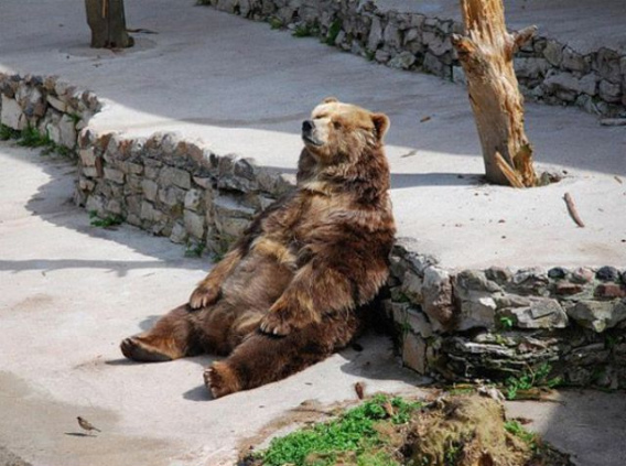 these_funny_animals_469_640_30