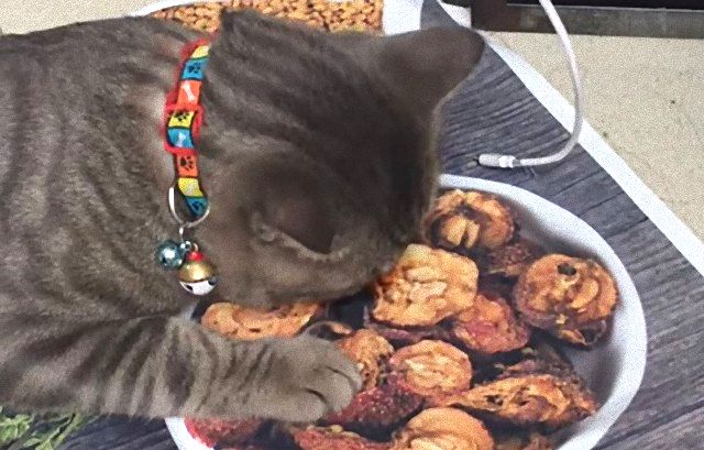 「ちっとも味がしにゃいんだけど」絵に描いた餅ならぬ、印刷された皿のクッキーを食べようとする猫