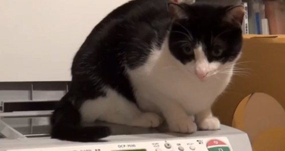 スキャンの蓋を開けると乗ってくる猫。そのままスキャンされたようだ。