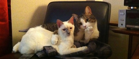 しんしんと・・・何かいいたげな動物たちの25枚の画像