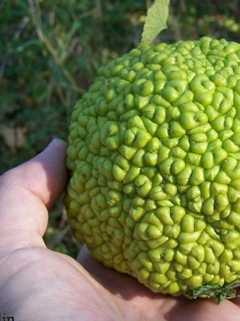 surinaamse fruitsoorten
