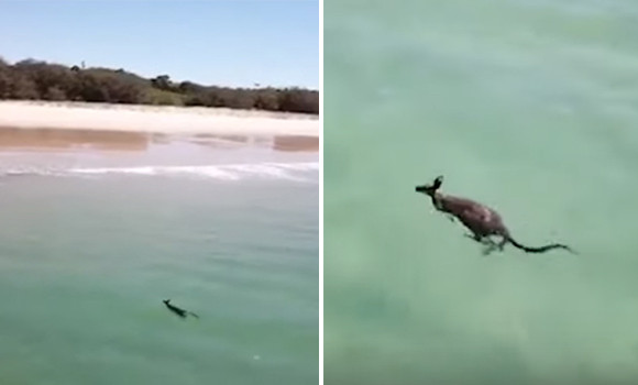 こいつ・・・泳ぐぞ！スイスイと海を泳ぐカンガルーが目撃される（もちろんオーストラリア）