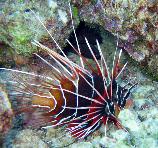 Lion-Fish2