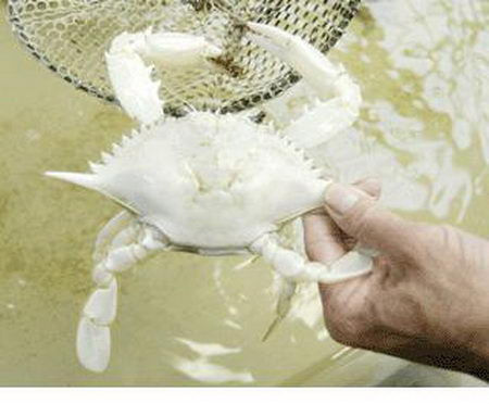albino-13