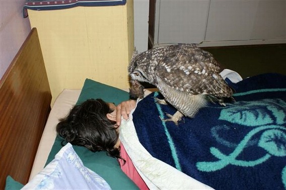 caring_owl_06