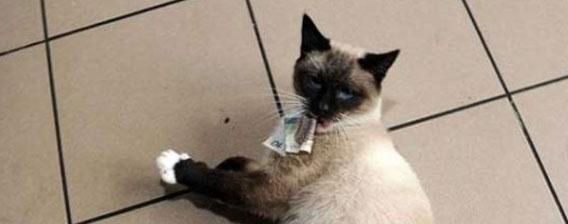 現金だけを盗み出す、究極の泥棒猫現る（ポーランド）