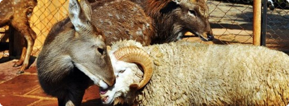 種族を超えた禁断の愛燦々と「鹿と羊」のドッキング（中国）