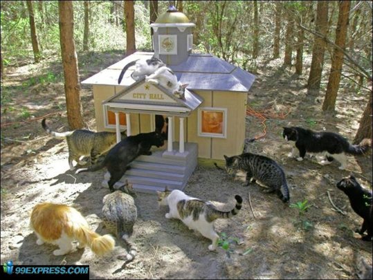 cat-rancho-18