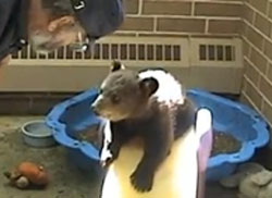 「すべり台よりだっこがいいの」クマの子ども、はじめてのすべり台
