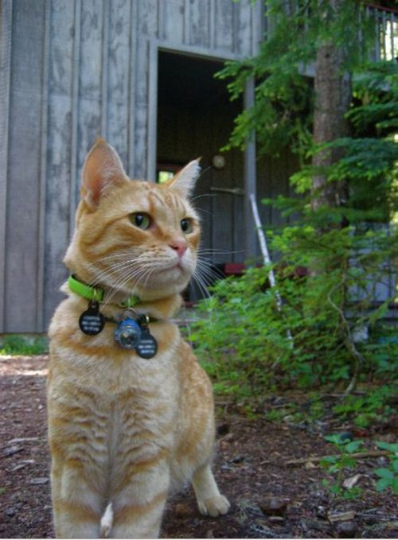seeing_life_through_cats_eyes_55