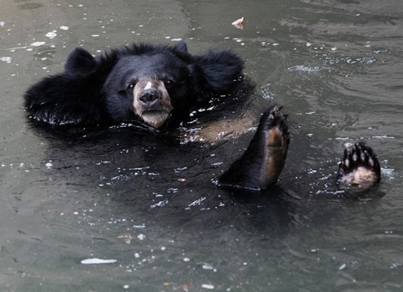 Chill-Like-A-Bear-9_e