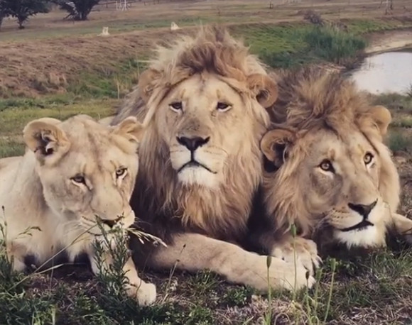 一度は行きたい！のか？77匹のライオンに囲まれながら泊まれるレンタルハウス「ライオンの家」（南アフリカ）