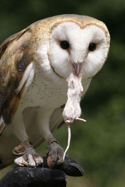 birds_eat_everything_19