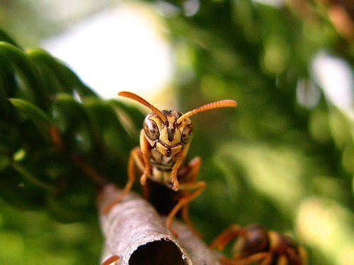 alien_insects_08