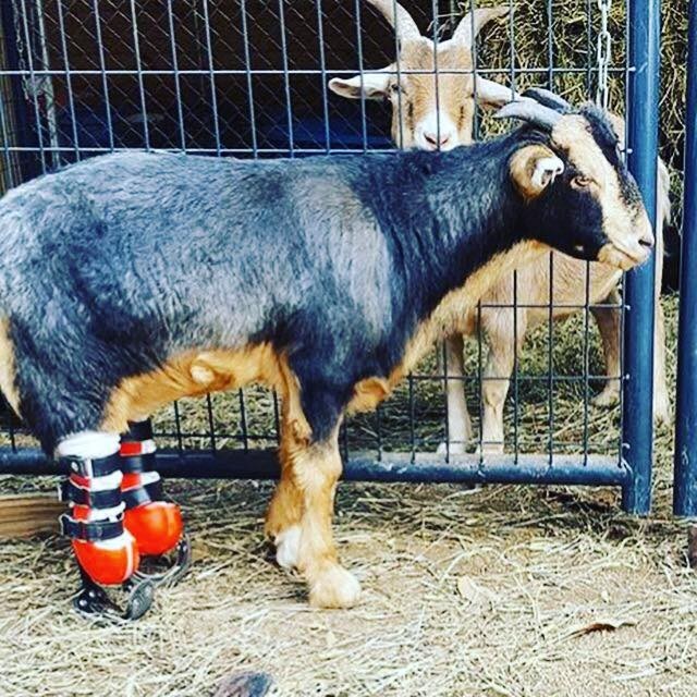 animal-4