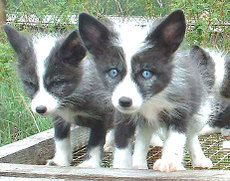 domesticated_foxes