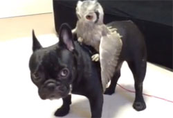 フレンチブルドッグに乗るアフリカオオコノハズク、落とされてご立腹中