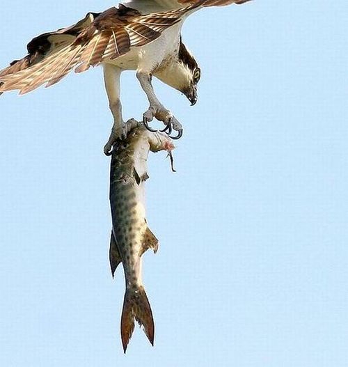 birds_eat_everything_06