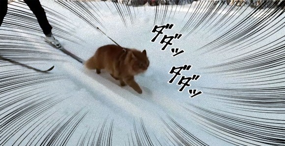 犬？いいえ猫でした。飼い主のスキーを引っ張ってさっそうと歩く猫のジェスパー（ノルウェー）
