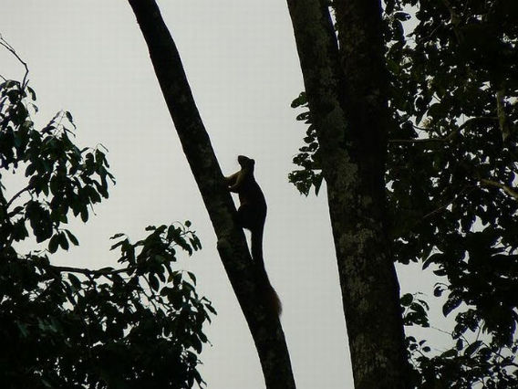 indian_giant_squirrel_09